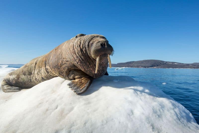 walrus sleeps on ice reaches 1000 miles away in irelend