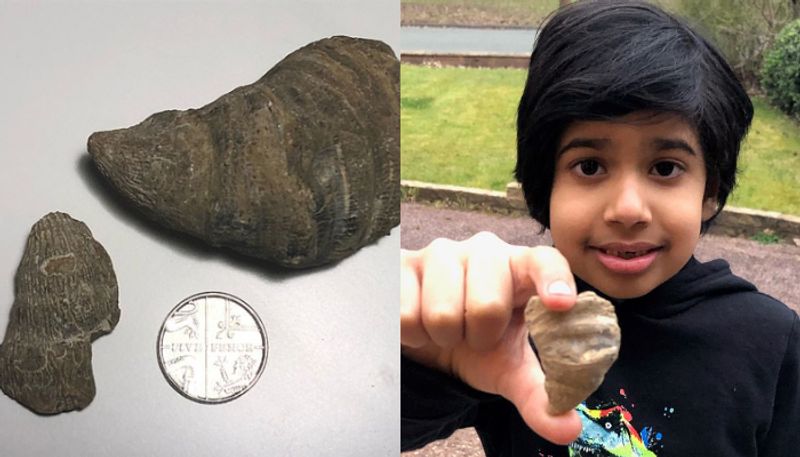 six year old boy finds 488 million year old fossil from backyard