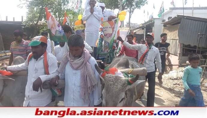 জ্বালানী মূল্যবৃদ্ধিতে অভিনব প্রতিবাদ, গরুর গাড়ি চেপে প্রচারে তৃনমূল প্রার্থী