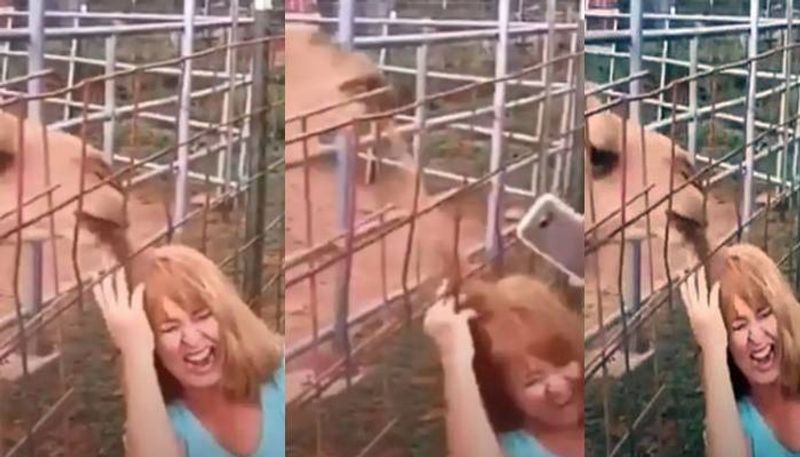 Camel Chews Off Womans Hair When She Tries to Take  Selfie