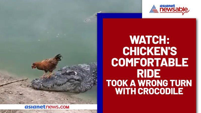 Crocodile takes up driver's seat, here's how a rooster chickens out: Watch this hilarious video - gps