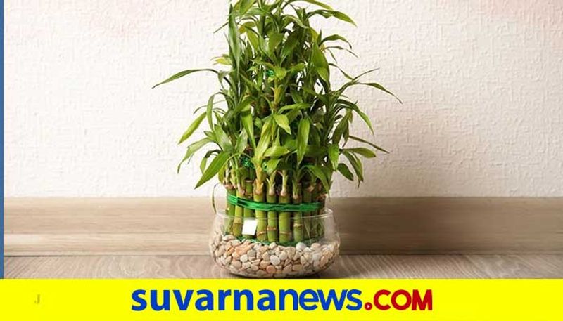 Few things like lucky bamboo could enhance beauty of home and bring luck