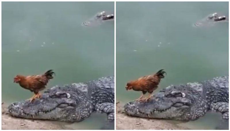 ten second crocodile hen Viral Video