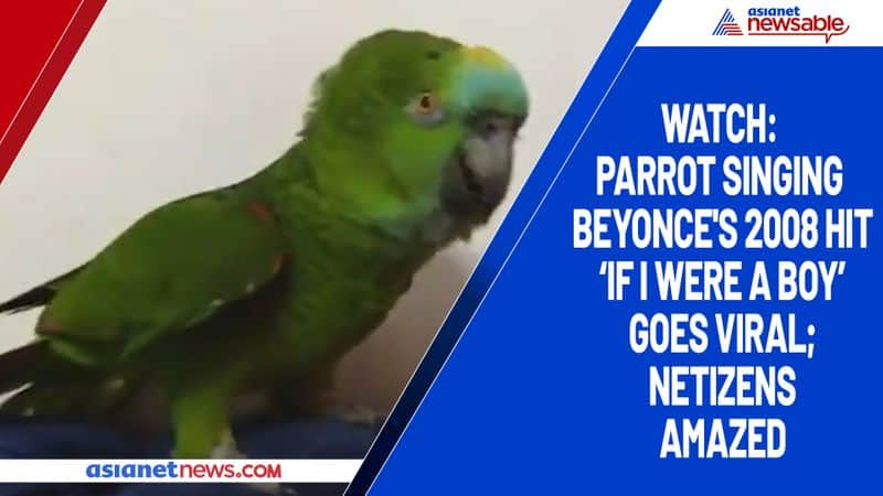 Watch Parrot singing Beyonce's  2008 hit 'If I Were a Boy' goes viral; netizens amazed-tgy