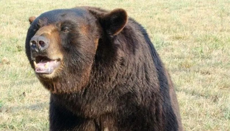 Bear Attack on People in Anekal grg