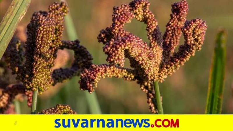 Finger millet, raagi