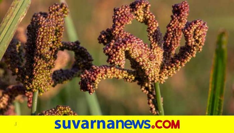 Finger millet, raagi Finger millet, raagi