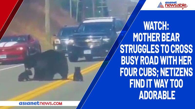 Watch Mother bear struggles to cross busy road with her four cubs; netizens find it way too adorable-tgy