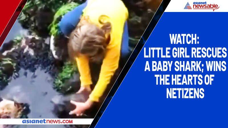 Watch Little girl rescues a baby shark; wins the hearts of netizens-tgy