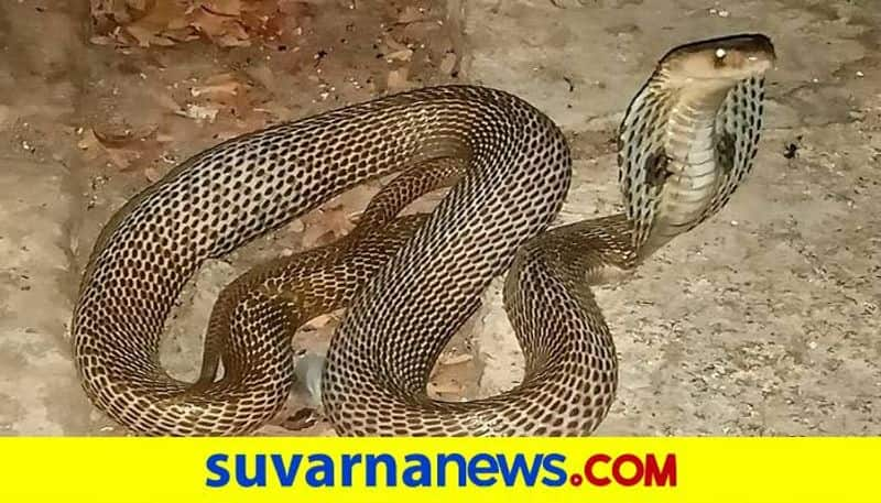 Woman Dies of Snake Bite at Hanumasagara in Koppal  grg