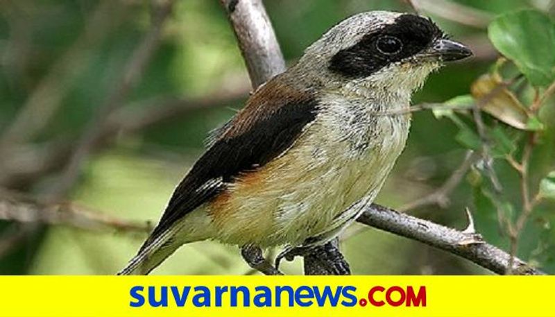 Forest Wagtail Bird Found Hampi Kannada University in Vijayanagara grg