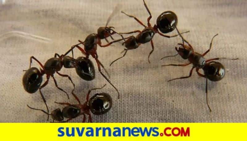 Tips to get rid of Ants at Home simple tips here