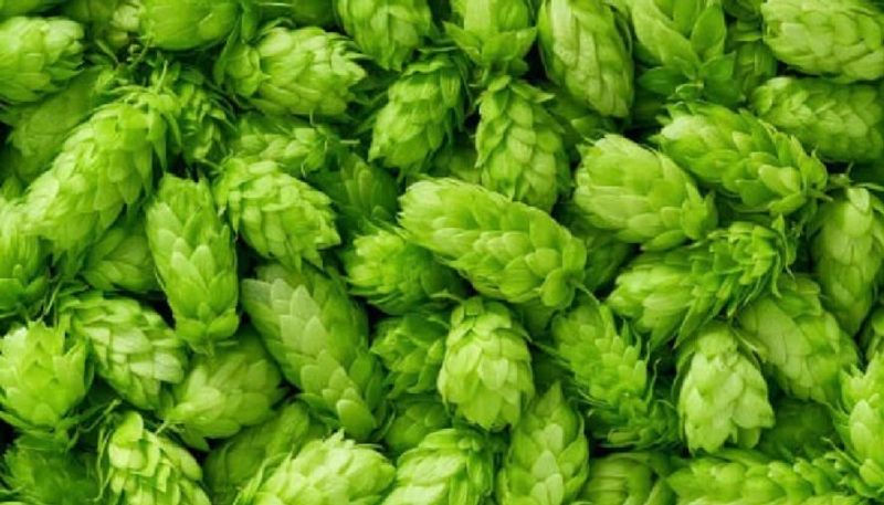 Fact Check of Hop Shoots grown by farmer in Bihar costs rupees 1 lakh per KG hls