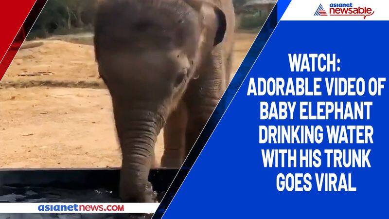 Watch Adorable video of baby elephant drinking water with his trunk goes viral-tgy