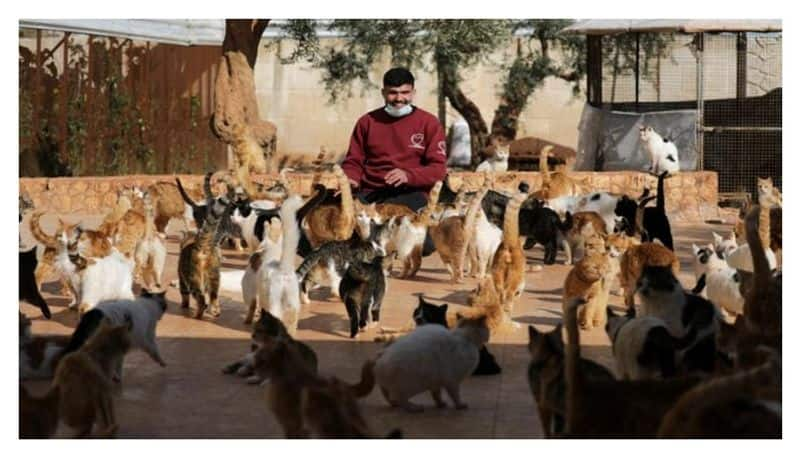 During the Civil War, a sanctuary for cats in Syria