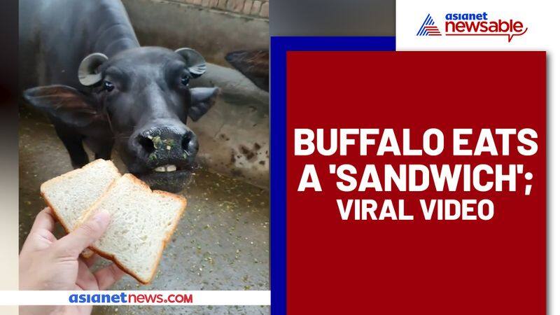 Buffalo Enjoying a Sandwich; Blogger believes, 'Why Should Humans Have All The Fun' - gps