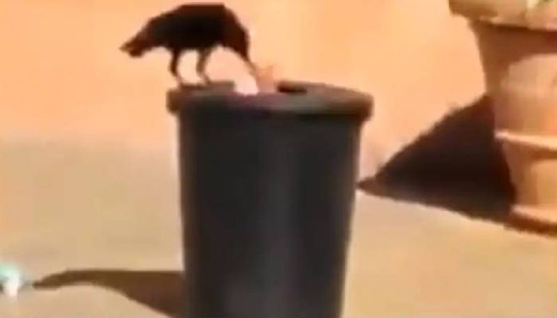 Crow collects garbage throws it in dustbin