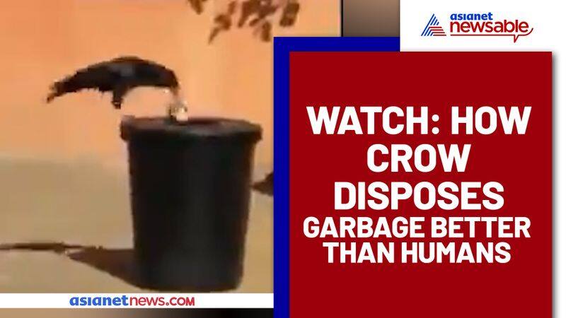 Smart Crow accumulates garbage, throws it in a dustbin; Netizens impressed - gps