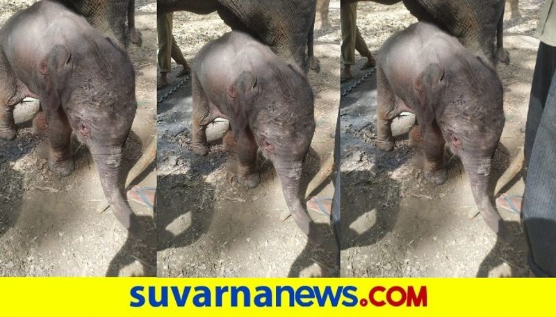 Elephant Bhanumathi gives  Birth female Baby elephant in sakrebailu  snr