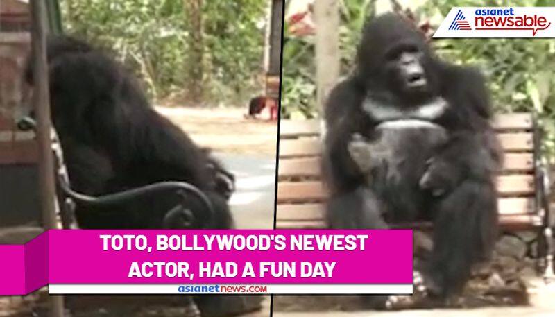 Tinsel town's new hero Toto had a fun day out in Mumbai (Watch video) - ank