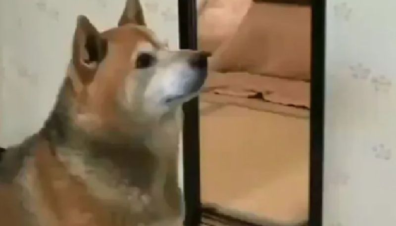 funny video in which hungry dog asks for food