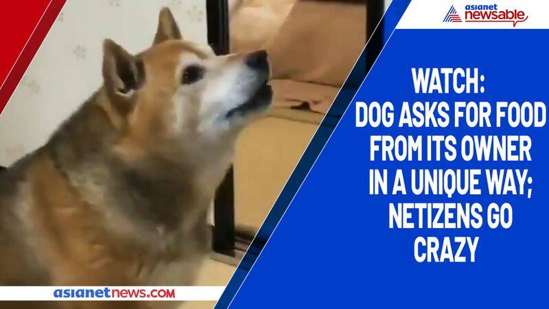 Watch Dog asks for food from its owner in a unique way; netizens go crazy-tgy