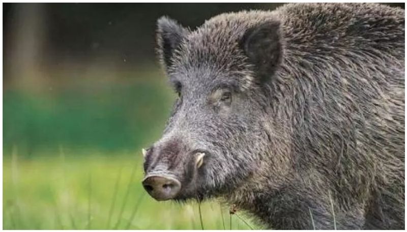 Wild boar attacked two people who were going to cast vote