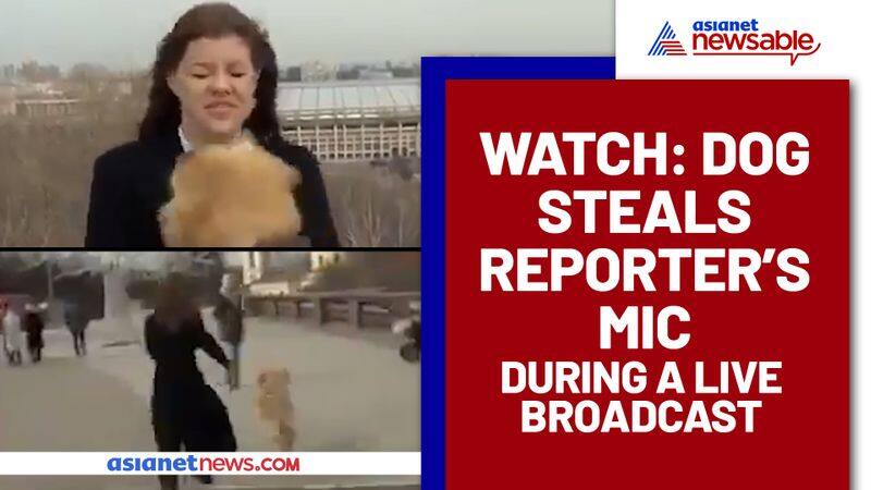 Dog runs away with reporter's mic during live broadcast; Watch viral video - gps