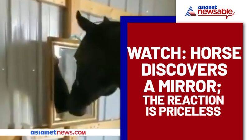 Horse discovers mirror for the first time; Watch this hilarious video - gps