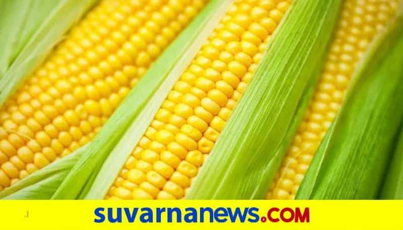 Health benefits of sweet corn during summer