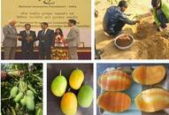 Sadabahar mangoes: A new variety developed by Rajasthan farmer resistant to many diseases