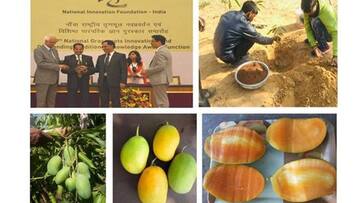Sadabahar mangoes: A new variety developed by Rajasthan farmer resistant to many diseases