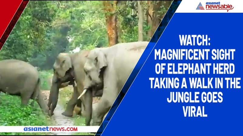 Watch Magnificent sight of elephant herd taking a walk in the jungle goes viral-tgy