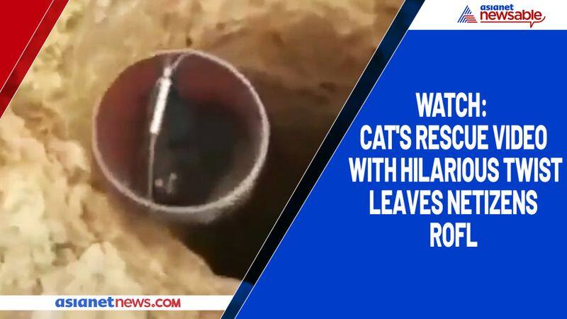 Watch Cat's rescue video with hilarious twist leaves netizens ROFL-tgy