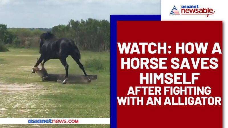 A horse attacked Alligator? Find out what happens next - gps