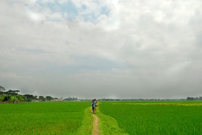 কৃষি না শিল্প - একদশক পর নির্বাচনে ফিরে এল পুরোনো প্রশ্ন, কী বলছে সিঙ্গুর