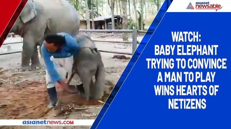 Watch Baby elephant trying to convince a man to play wins hearts of netizens-tgy