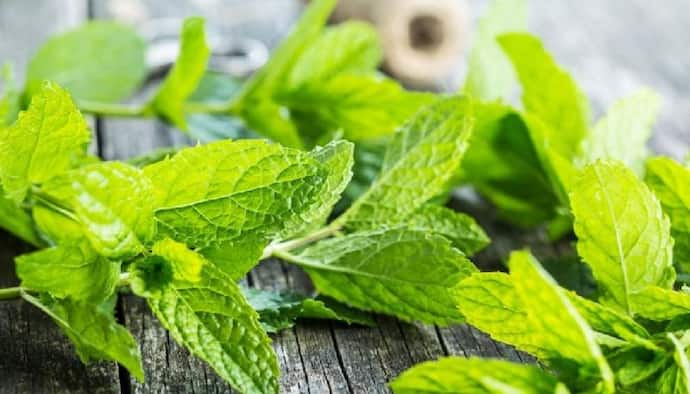 <p>mint leaves</p>
