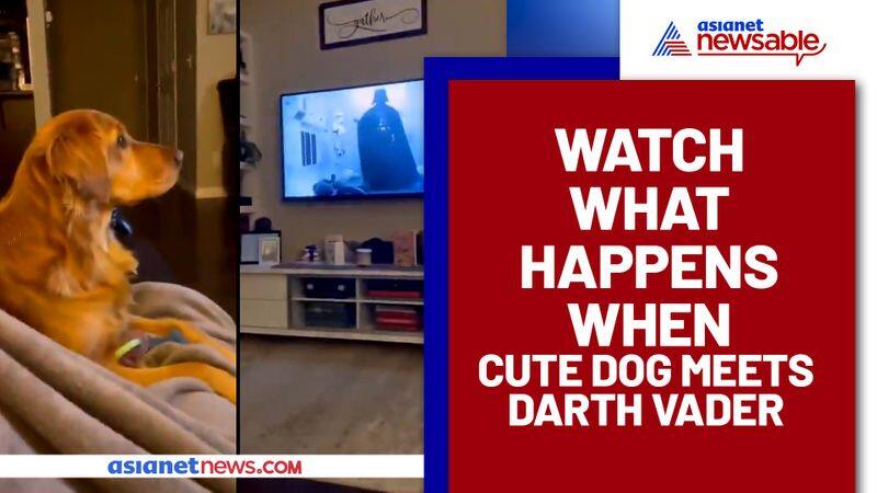 Dog Meets Darth Vader For First Time; Find out what happens - gps