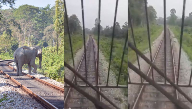 loco pilot stops train to  let elephant and calf cross tracks