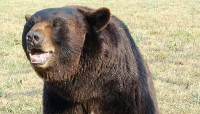 Bear Capture in Near Bannerghatta Biological Park in Bengaluru grg