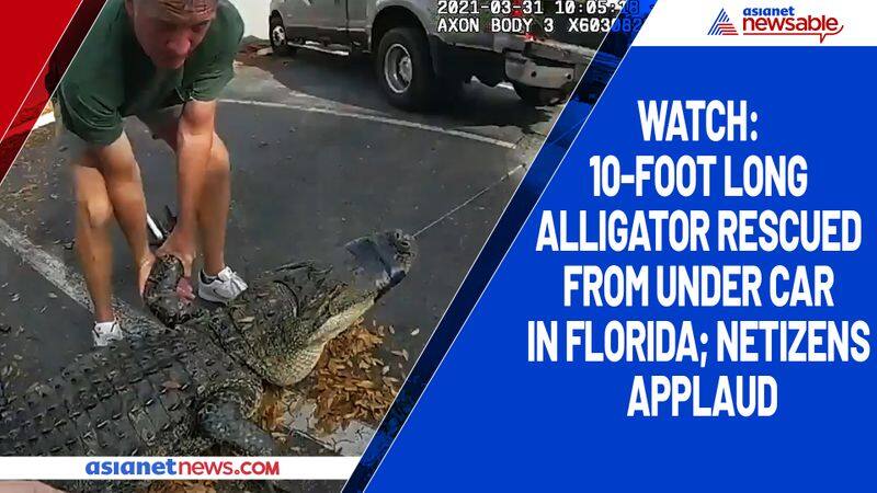 Watch 10-foot long alligator rescued from under car in Florida; netizens applaud-tgy