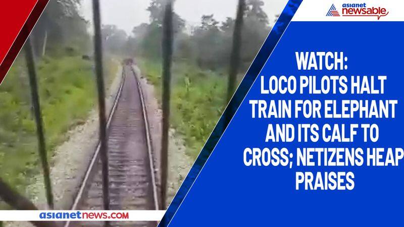 Watch Loco pilots halt train for elephant and its calf to cross; netizens heap praises-tgy