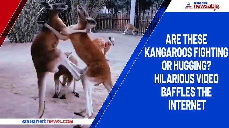 Are these kangaroos fighting or hugging? Hilarious video baffles the internet-tgy