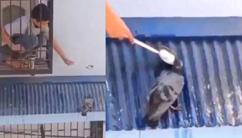 Video Of A Boy Offering Water To Pigeon