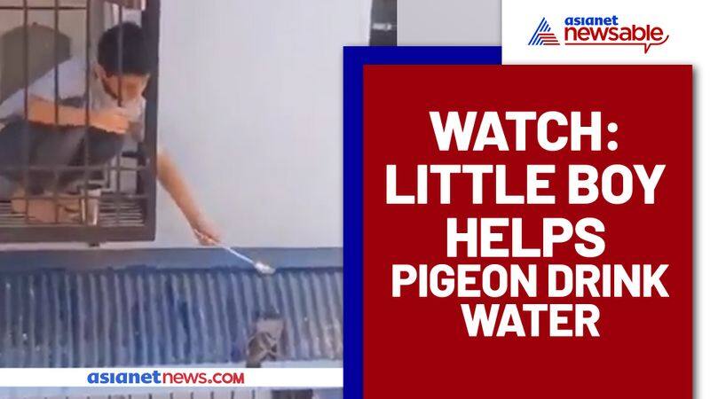 Boy gets viral by offering water to a thirsty pigeon (Video) - gps