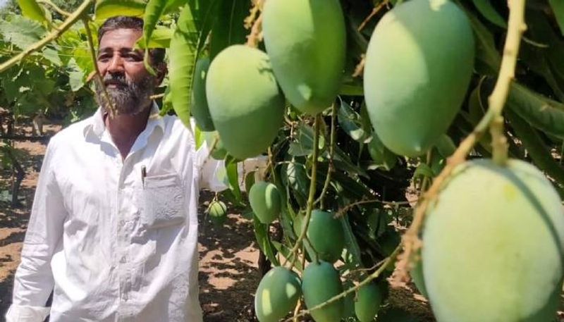 success story of mango farmer