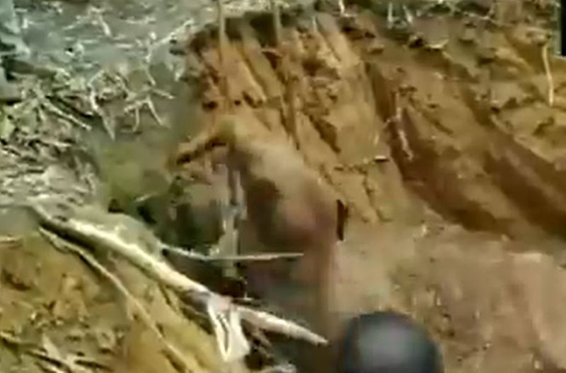 Baby elephant calf was rescued from a 15 feet deep well in Odisha ckm