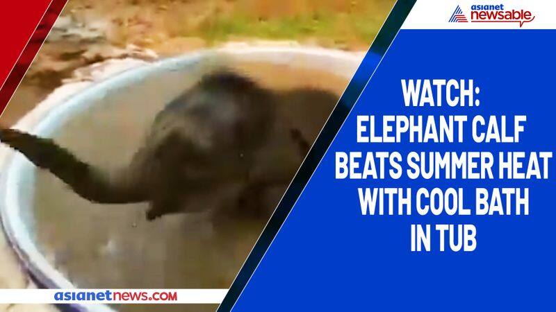 Watch Elephant calf beats summer heat with cool bath in tub-tgy