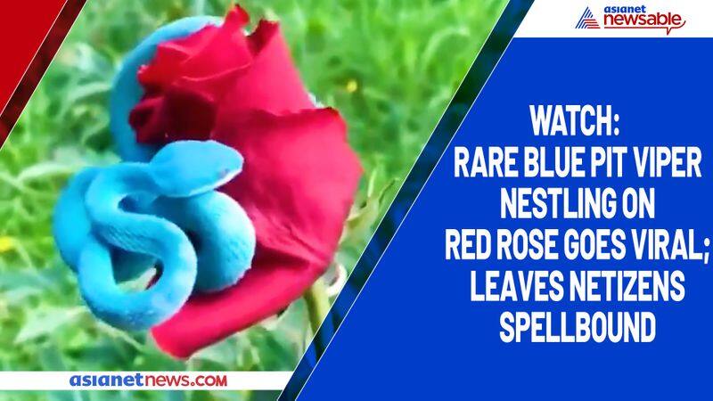 Watch Rare blue pit viper nestling on red rose goes viral; leaves netizens spellbound-tgy